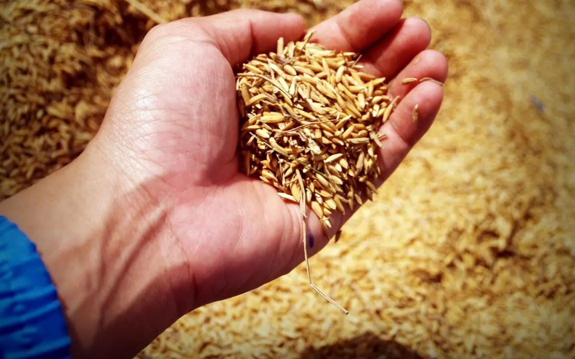 Giá lúa gạo tuần này: diễn biến và dự báo